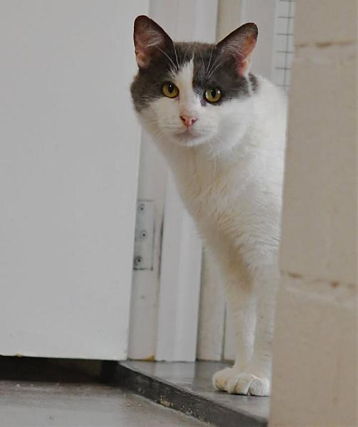 Kattenpraat