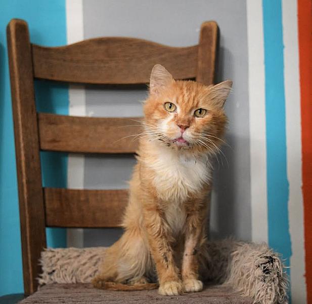 Kattenpraat