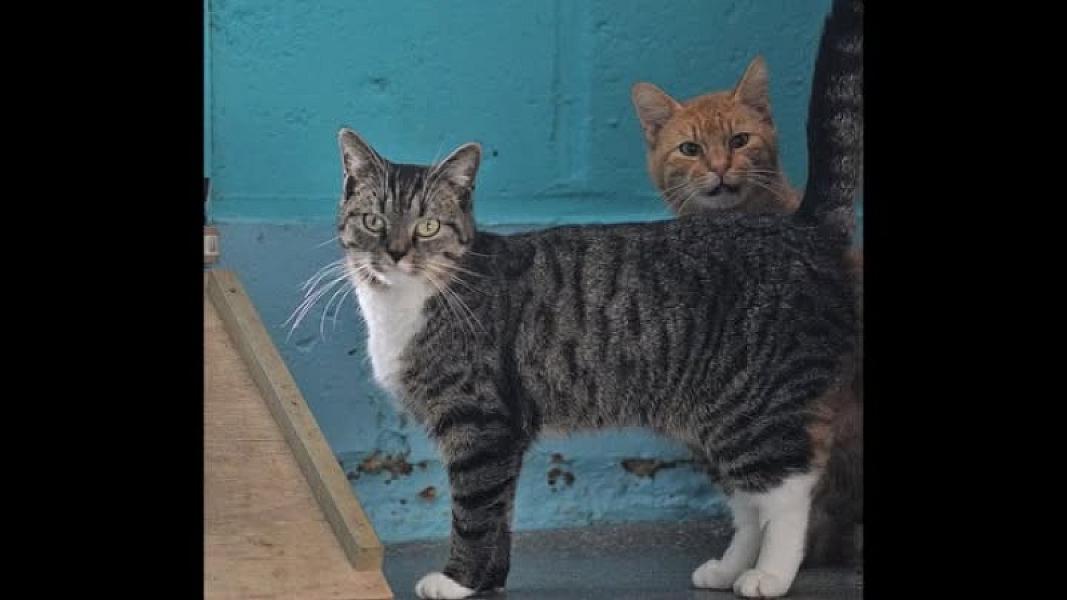 Kattenpraat