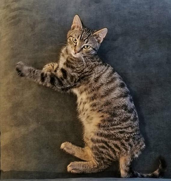 Kattenpraat