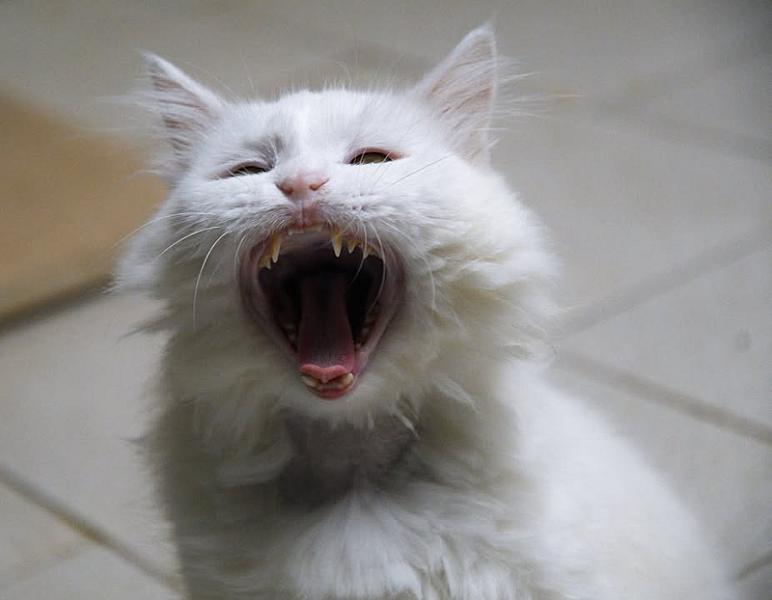 Kattenpraat