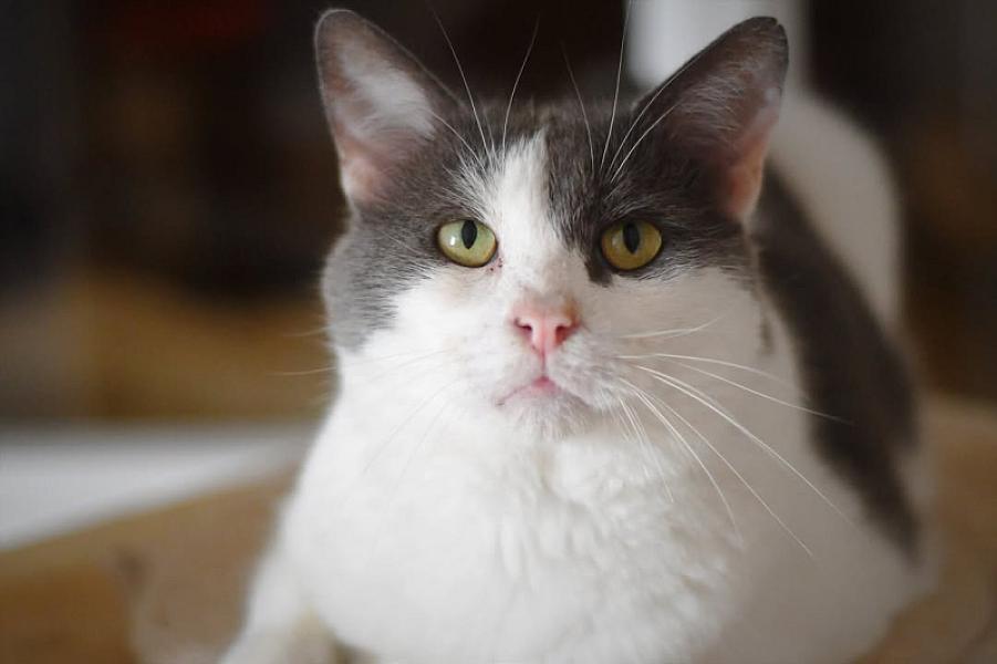 Kattenpraat
