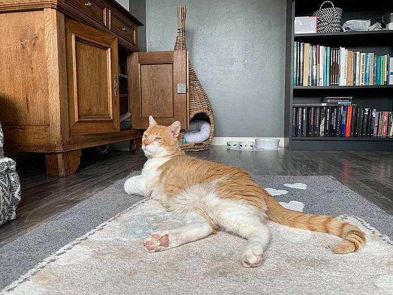 Kattenpraat