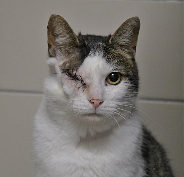 Kattenpraat
