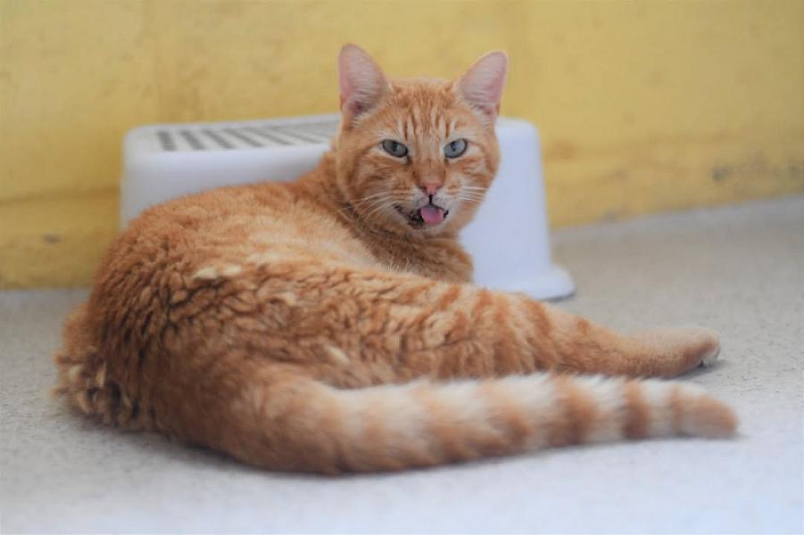 Kattenpraat
