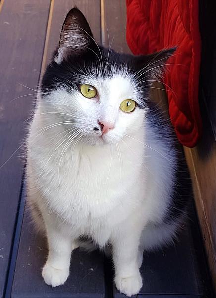 Kattenpraat