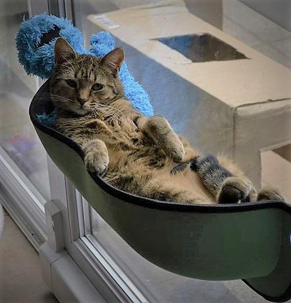 Kattenpraat