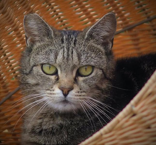 Kattenpraat