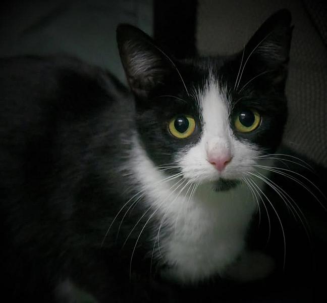 Kattenpraat