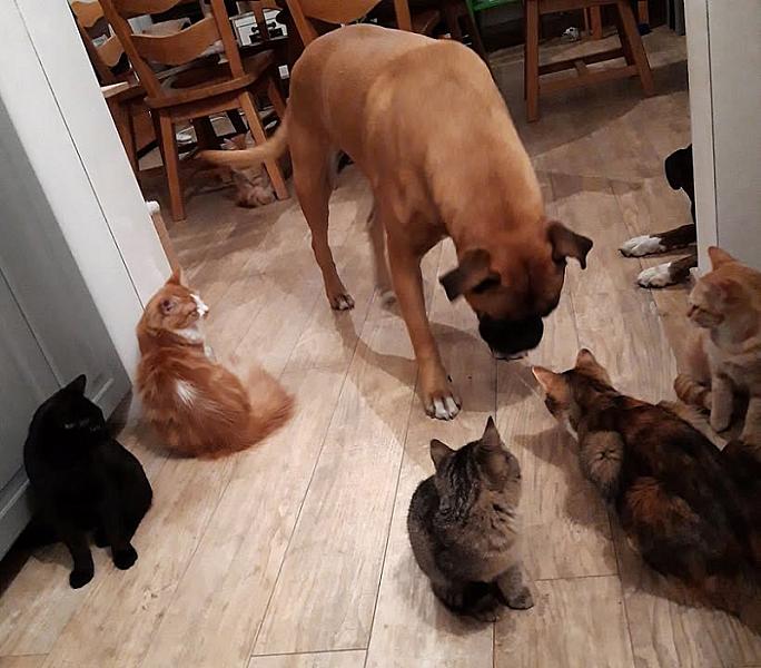 Kattenpraat