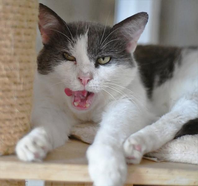 Kattenpraat