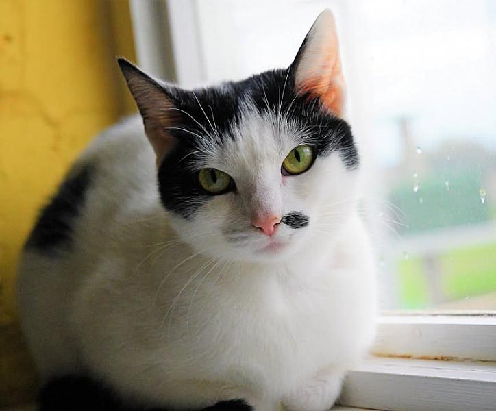 Kattenpraat