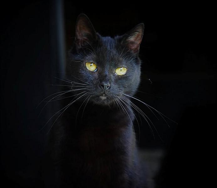 Kattenpraat