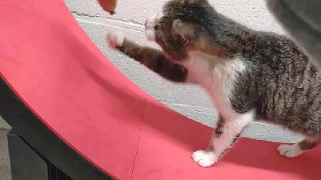 Kattenpraat