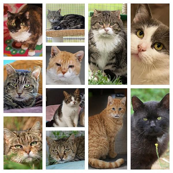 Kattenpraat