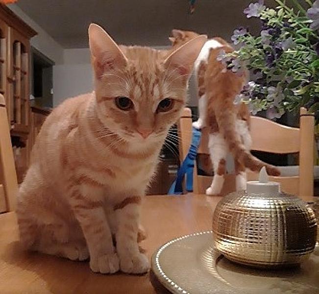 Kattenpraat