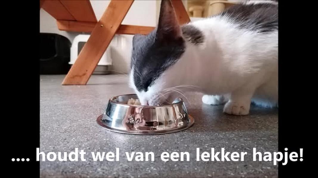 Kattenpraat