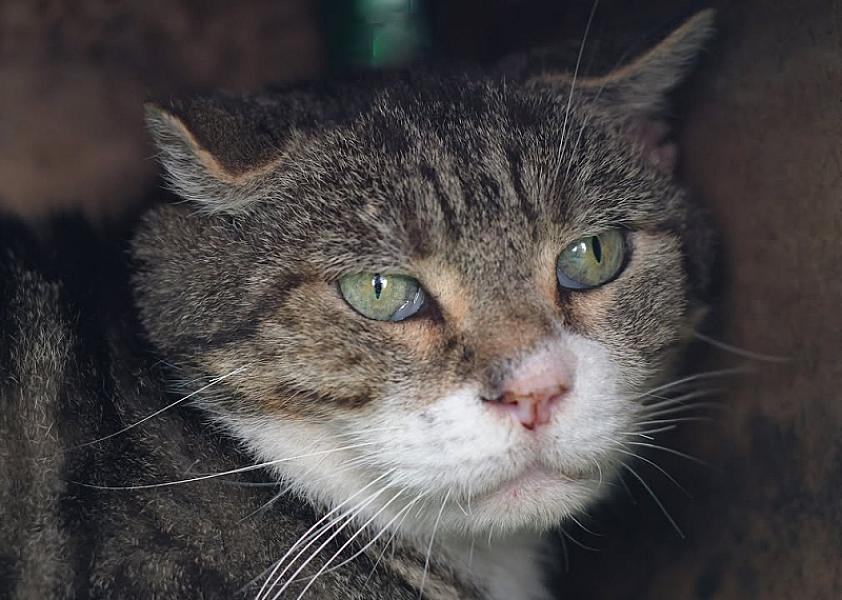 Kattenpraat