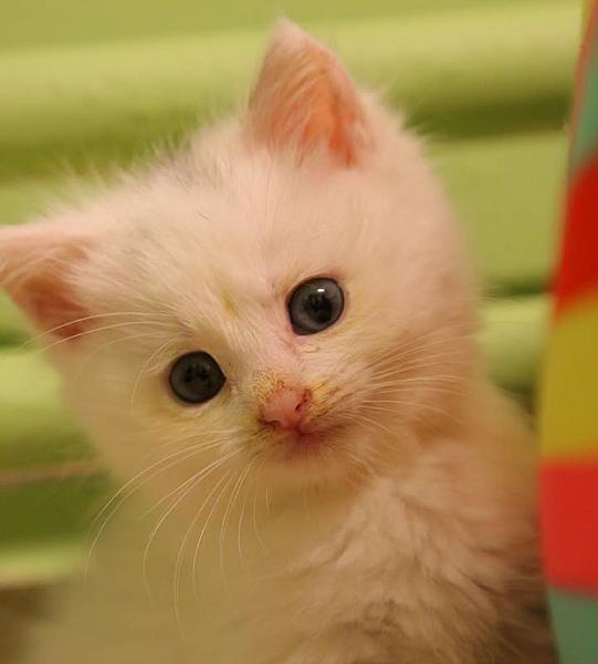 Kattenpraat