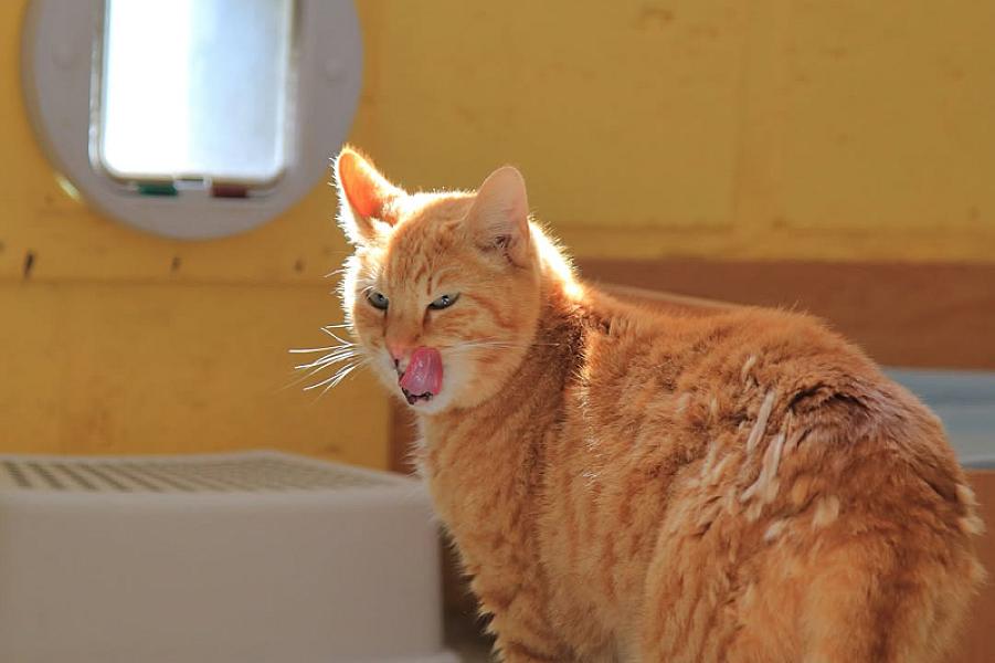 Kattenpraat