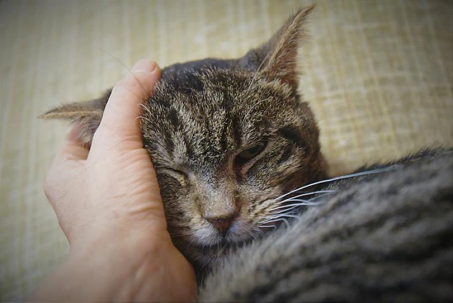 Kattenpraat
