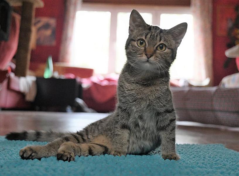 Kattenpraat