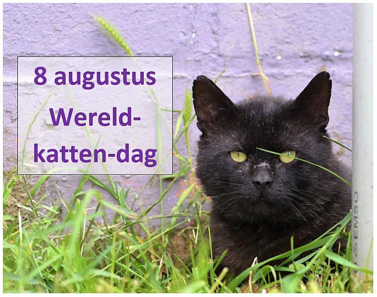 Kattenpraat