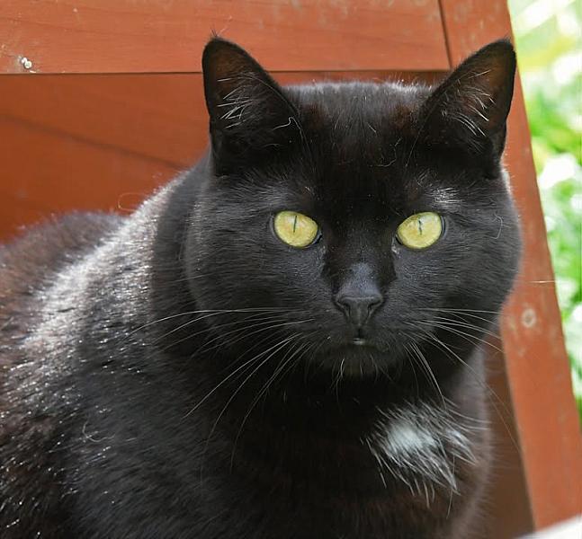 Kattenpraat