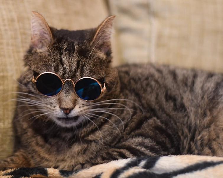 Kattenpraat