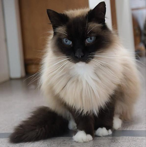 Kattenpraat