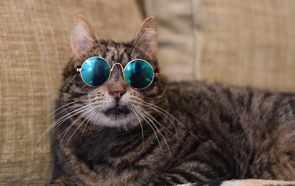 Kattenpraat