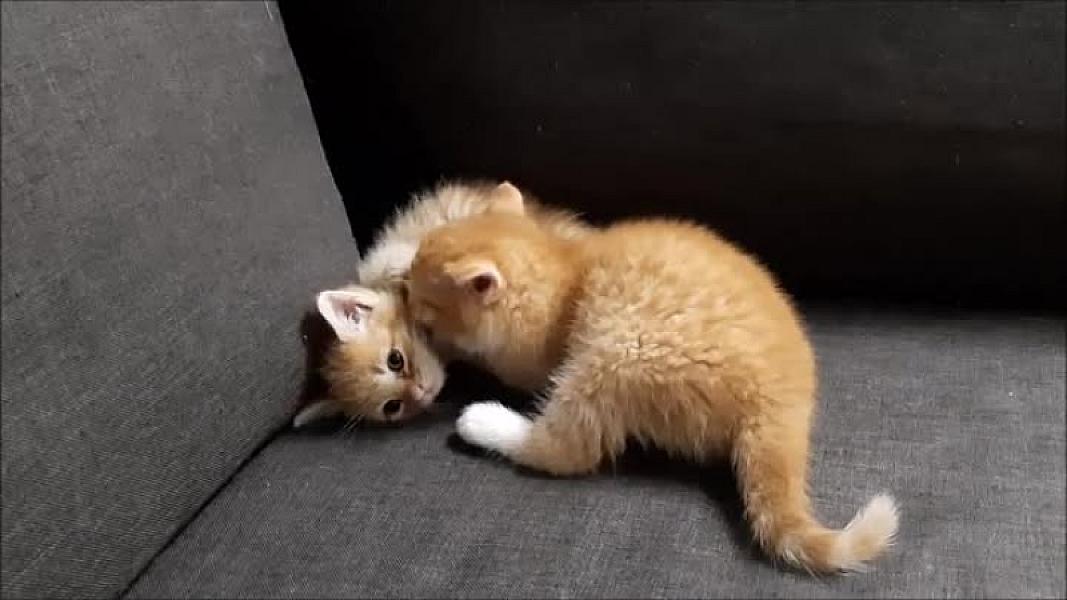 Kattenpraat
