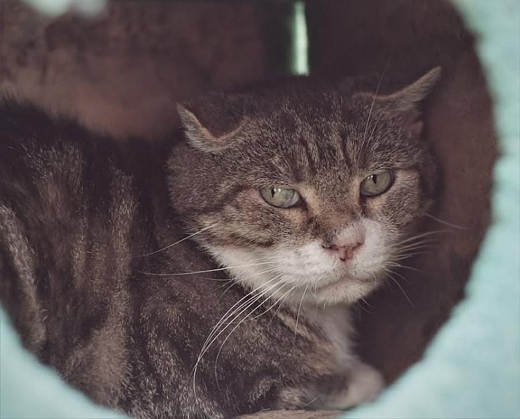 Kattenpraat