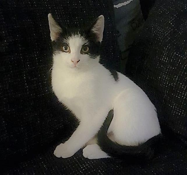Kattenpraat