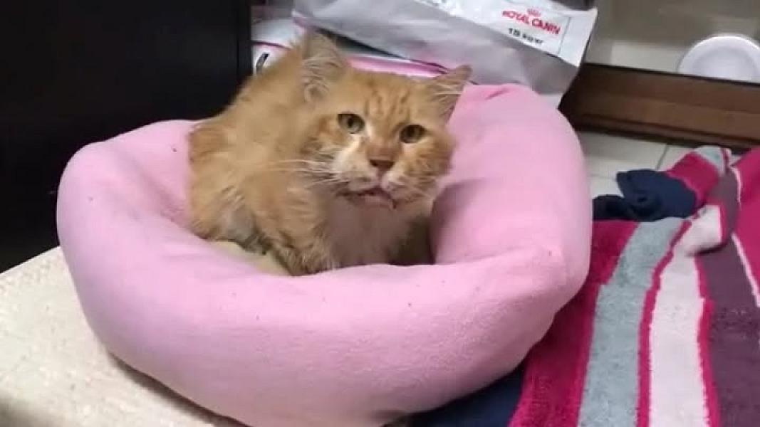 Kattenpraat