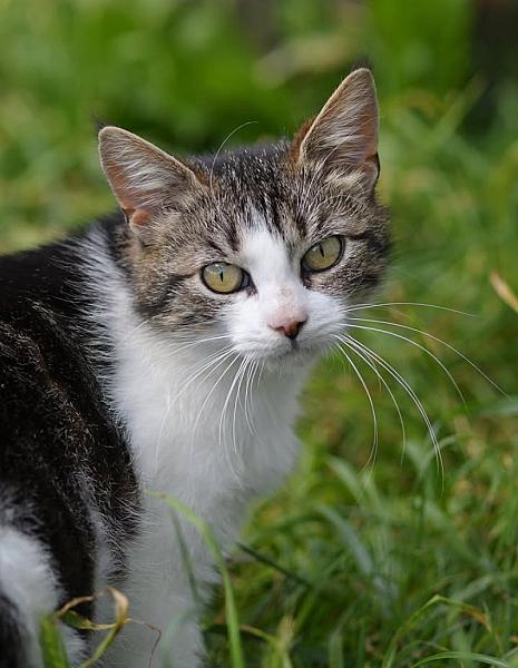 Kattenpraat