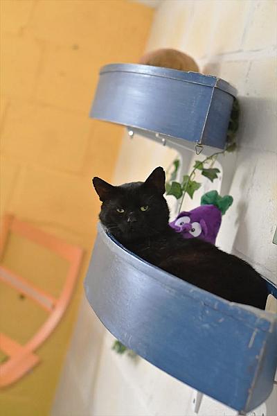 Kattenpraat