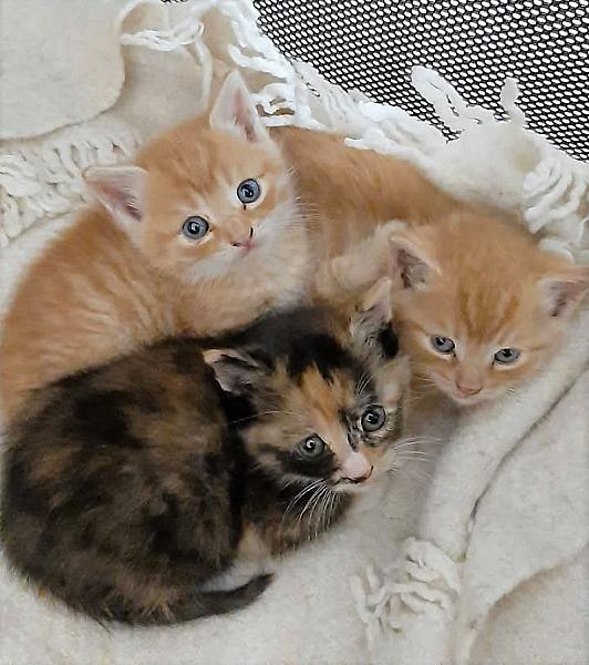 Kattenpraat