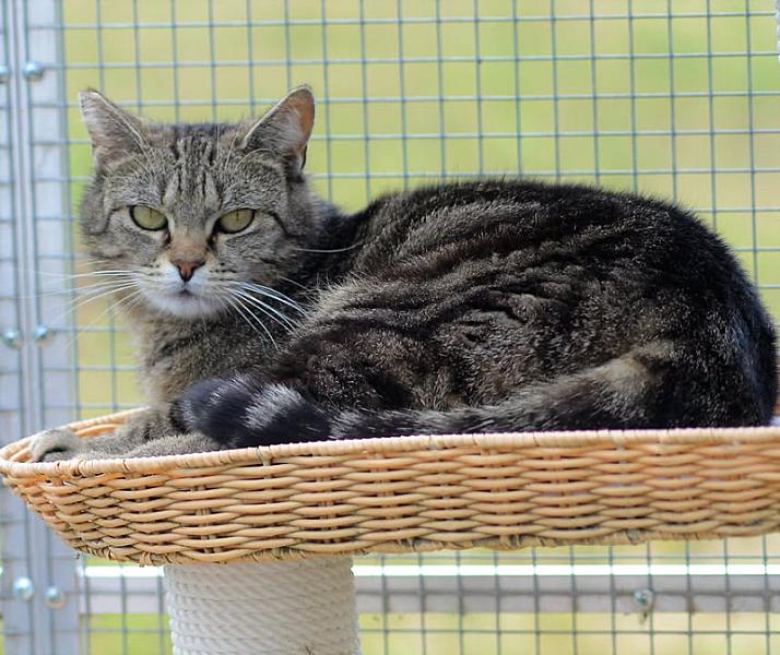 Kattenpraat