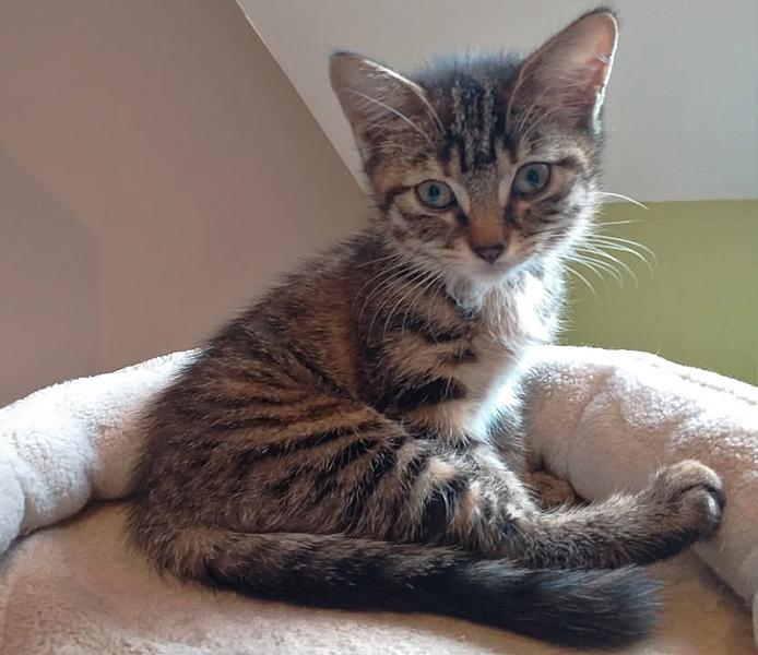 Kattenpraat