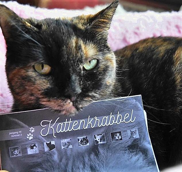 Kattenpraat