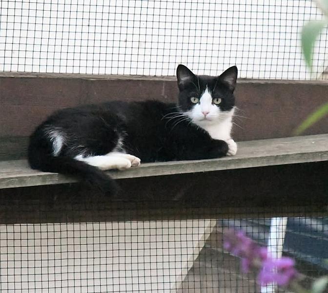 Kattenpraat