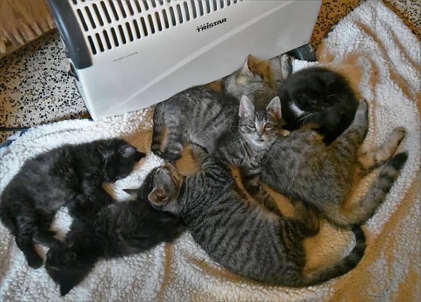 Kattenpraat