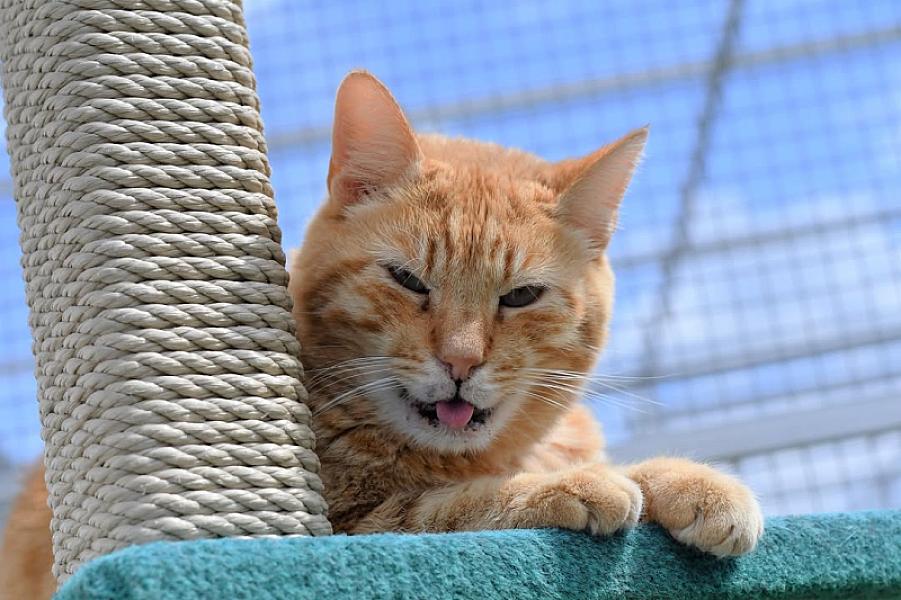 Kattenpraat