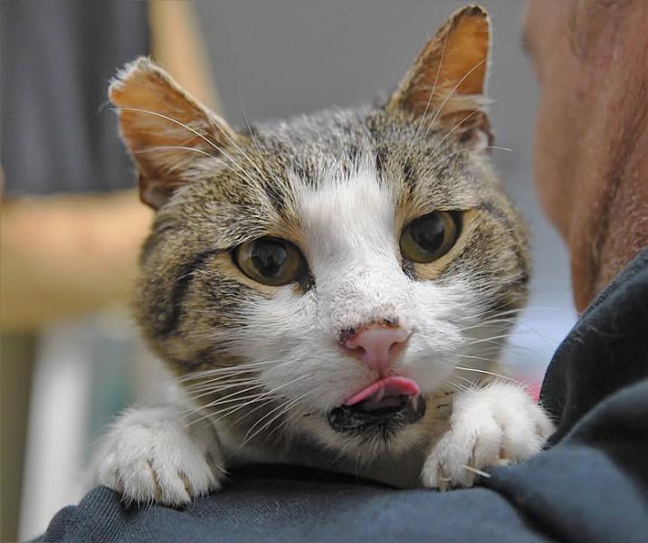 Kattenpraat