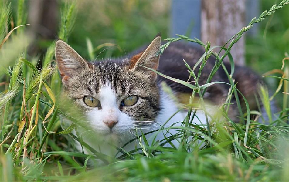 Kattenpraat