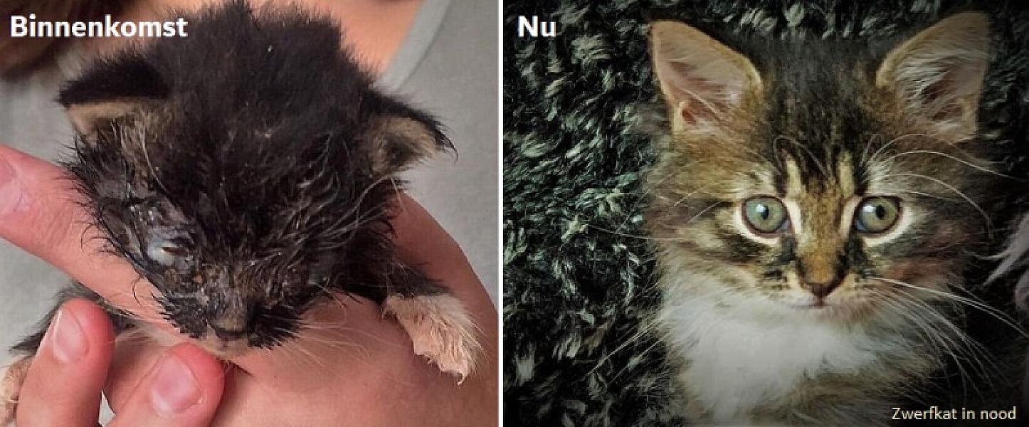 Kattenpraat