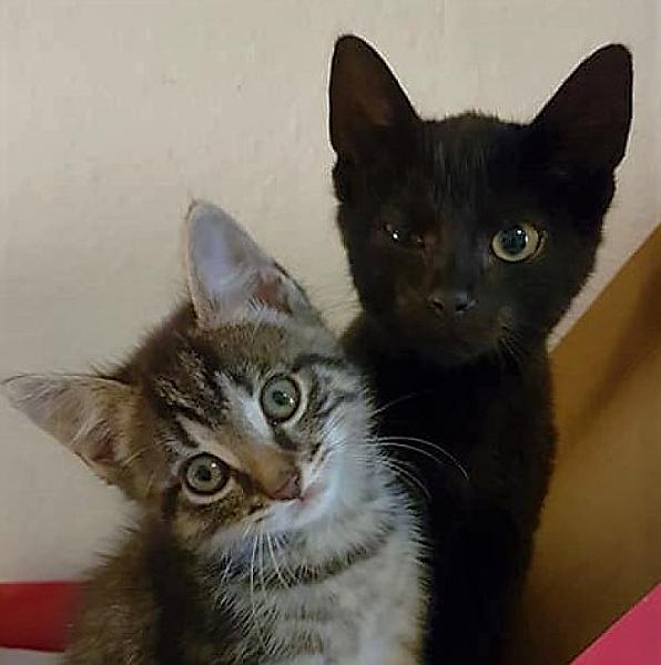 Kattenpraat