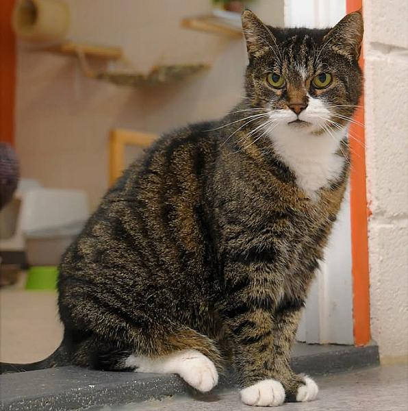 Kattenpraat