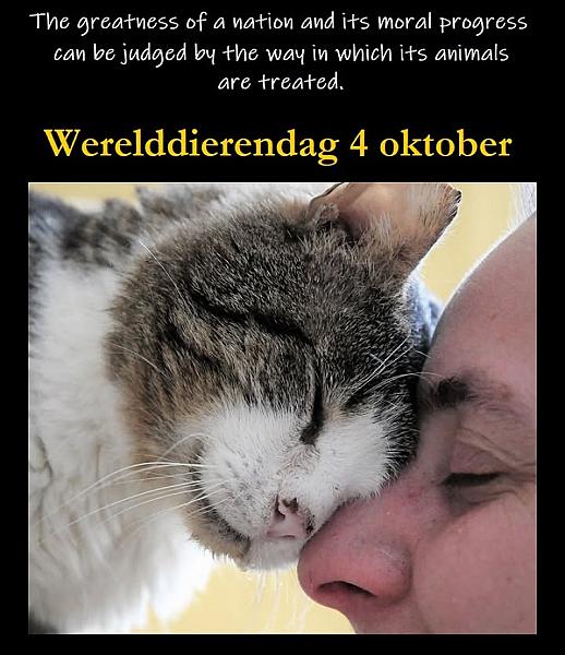 Kattenpraat